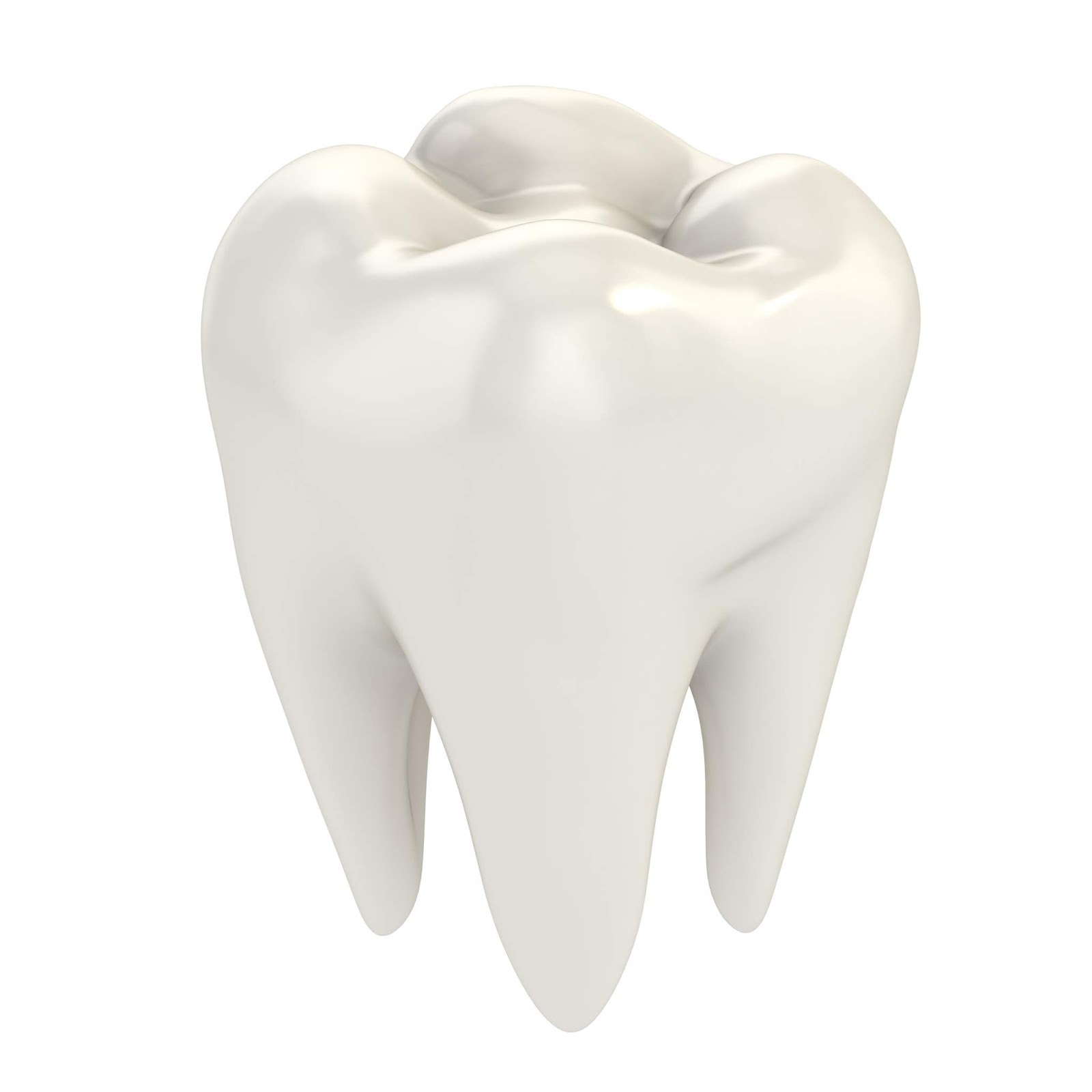 Regency Dental Group The Composition Of A Tooth